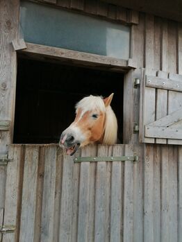 Verkaufe haflinger stute, Nicole , Horses For Sale, Böheimkirchen