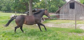 Verkaufe  7jährige Quarter Horse Stute