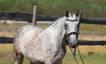 Verkaufen freizeit pferd, Jessica, Horses For Sale, Szarvas 