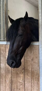 Verkaufe schweren Herzens meinen PRE, Mb, Horses For Sale, 8444