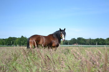 Rarität!: Shire-Horse-Mix, akademisch gearbeitet