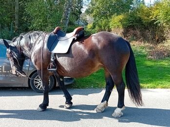 Sättel für Kaltblüter, Haflinger, Freiberger & rundrippige Pferdetypen, MY-Sattel Manufaktur PURE Delight, PURE Walking, PURE Savannah, Y. Przybilla (MY-Sattel Manufaktur), Wanderreitsattel, Zilshausen