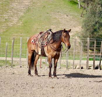 Safe All Around  Dunskin Quarter Horse Mare!, Shawn Baldwin, Horses For Sale, London