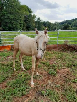 Sailduino-Enkel in Palomino-Farbe, Aileen , Horses For Sale, Kyffhäuserland