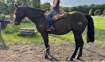 Sanfte, menschenbezogene Missouri Fox Trotter Stute in liebevolle Hände abzugeben, Kerstin Rehbehn (Pferdemarketing Ost), Pferd kaufen, Nienburg