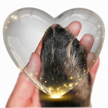 Sanfte Tierhilfe Tierkommunikation, Reiki, Kinesiologie & Farbtherapie, Dane, Therapie & Behandlung, Escholzmatt