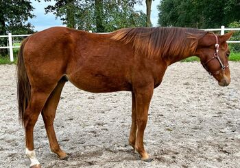 sanfter, freundlicher Paint Horse Wallach mit erstklassiger Abstammung, Kerstin Rehbehn (Pferdemarketing Ost), Pferd kaufen, Nienburg
