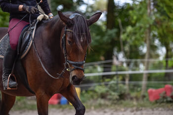 Sanftmütige Traberstute, Laura Gastl, Horses For Sale, Unterdießen