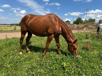 Niedlicher, cooler Wimpys Little Step/Smart Spook Enkel, Kerstin Rehbehn (Pferdemarketing Ost), Horses For Sale, Nienburg