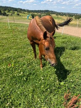 Niedlicher, cooler Wimpys Little Step/Smart Spook Enkel