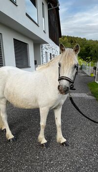 Verkaufe entzückende Shetlandponys-Stute
