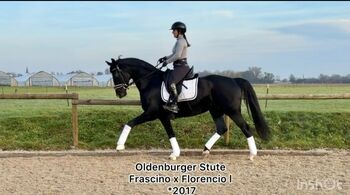 Schicke Dressurprinzessin, Anja , Pferd kaufen, Offenburg