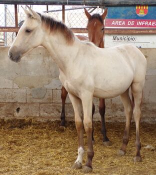 Schicke Falbe PRE Stute mit toller Mähne, Post-Your-Horse.com (Caballoria S.L.), Pferd kaufen, Rafelguaraf