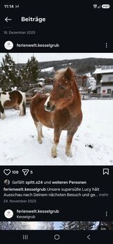 Schicke Fuchs-Scheckstute, Zoe Arentsen, Pferd kaufen, Flachau