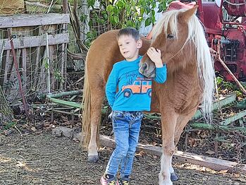 Schicke Verbandsprämien Stute, Partbred Shetland Pony, Monika Beubler, Pferd kaufen, Unstruttal