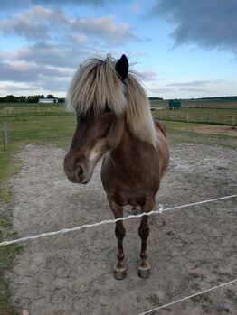 Schicke Windfarbstute mit toller Abstammung, Lucile Bechtel, Pferd kaufen, Wyk auf Föhr