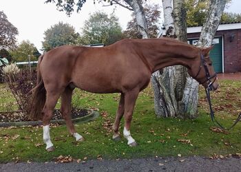 Schicker Oldenburger Wallach mit Potential!