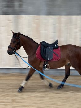 Schicker Pony Mix, Charlie Wild, Horses For Sale, Bettange sur Mess