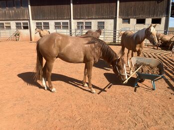 Schicker QH Wallach