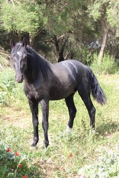 Schicker Rappe PRE Hengst mit schönen Abzeichen, Post-Your-Horse.com (Caballoria S.L.), Horses For Sale, Rafelguaraf