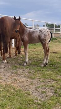 Schicker Smartie Lusitano x Appaloosa