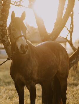 Schickes Deutsches Reitpony - vielseitig und brav, Laura, Pferd kaufen, Winnenden