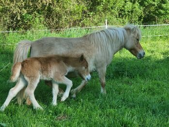 Schickes typvolles Stutfohlen Original Shetland