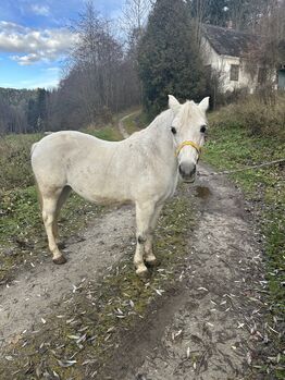 Schimmel Stute, Feil, Horses For Sale, Warth