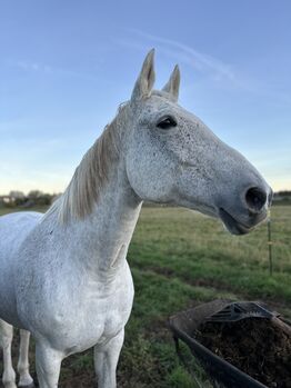 Schimmelstute Warmblut