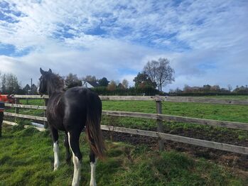 Smashing Echo king filly for sale