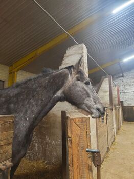 Verschnuster 4 J. Wallach