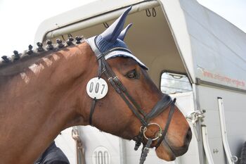 Schockemöhle Trense Stanford WB Schwarz, Schockemöhle  Stanford , Franziska Gersak, Nosebands, Herbolzheim