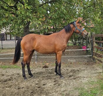 Beautiful Belgian Warmblood mare Ballerina van 't Hooidonkhof