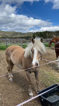 Schöne Haflinger Stute, Maringer Juliana, Pferd kaufen, Königsbrunn am Wagram