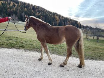 Schöne Haflingerstute