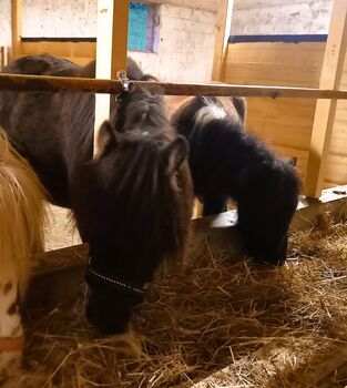 Schöne, liebe American-Mini-Horse-Stute (6J.) sucht Zuhause