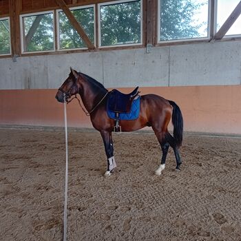 Schöne lusitano, Alexandre Mendes , Pferd kaufen, Braunau 