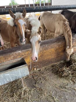 Schöne PRE Palomino Fohlen von Vater Kefir, Post-Your-Horse.com (Caballoria S.L.), Konie na sprzedaż, Rafelguaraf