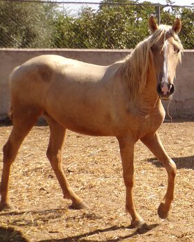 Schöne PRE Palomino Stute mit Blesse, Post-Your-Horse.com (Caballoria S.L.), Pferd kaufen, Rafelguaraf