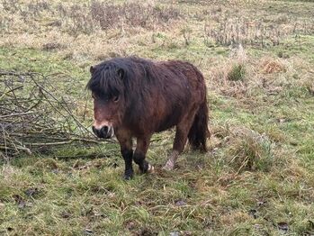 Schöner Shetlandpony Hengst