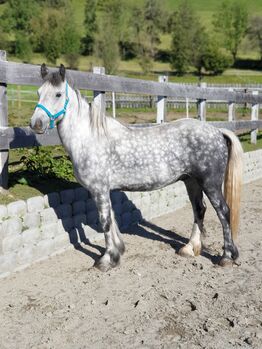 Splendido Fell pony, Marcela , Pferd kaufen, Vipiteno 