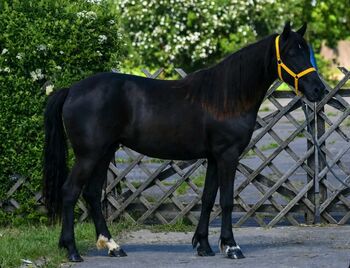 Traum schön Violetta pony, GEORGINA, Pferd kaufen, Szarvas