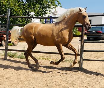 Schokopalomino 20 Mon / 160cm, Post-Your-Horse.com (Caballoria S.L.), Horses For Sale, Rafelguaraf