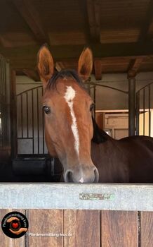 Schul- & Turnierstute, Katharina Lehmann (Pferdevermittlung Leus), Horses For Sale, Amstetten