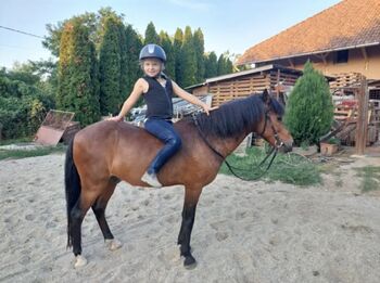 Schulpony suchen einen neues family
