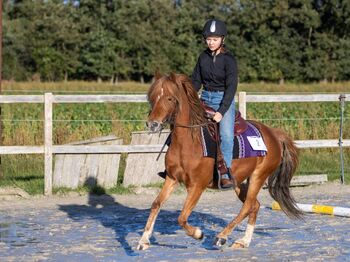 Schulpony sucht Aufgabe, Katharina Lehmann (Pferdevermittlung Leus), Pferd kaufen, Geeste-Dahlum