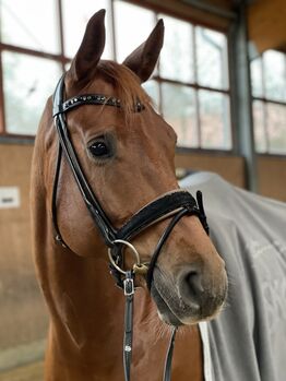 Schumacher Trense, Otto Schumacher , Luca Grothe, Bridles & Headstalls, Velbert 