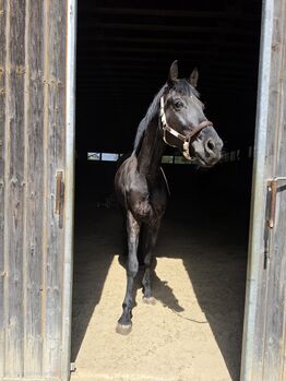 Schwarze Prinzessin, K.B.Z. verkaufspferde , Pferd kaufen, Steiermark/Leibnitz 
