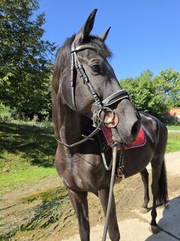 Schwarze Prinzessin, K.B.Z. verkaufspferde , Pferd kaufen, Steiermark/Leibnitz 