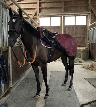 Schwarze Vollblutstute, Jenny Langhard, Pferd kaufen, Oberstammheim